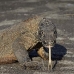 dragon_komodo_hsb_rinca_v_2195_kom4563.jpg